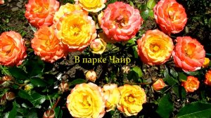 В парке Чаир