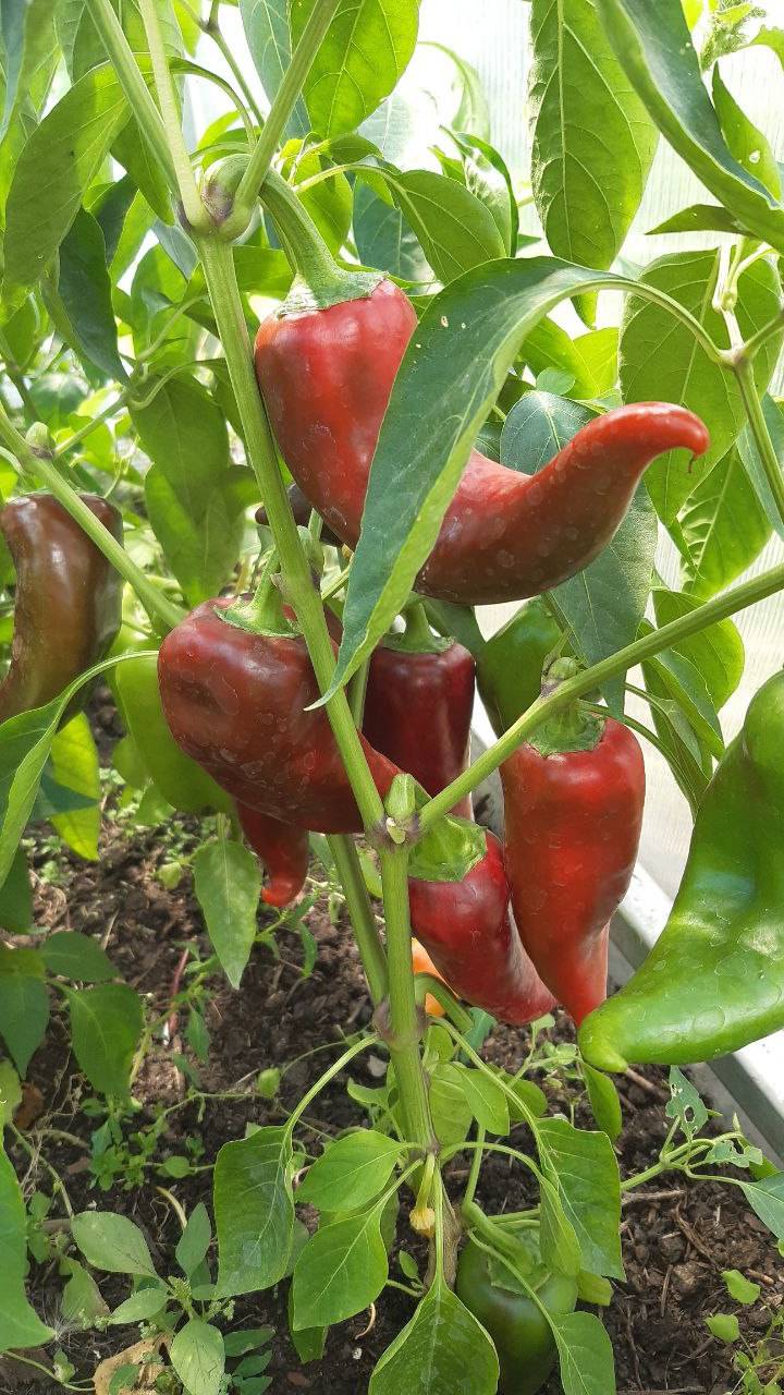 СЛАДКАЯ ПАПРИКА - ОЧЕНЬ ВКУСНЫЙ И УРОЖАЙНЫЙ ПЕРЕЦ смотреть онлайн