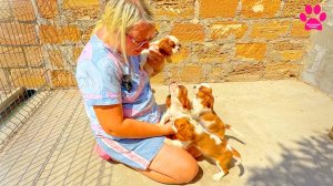 Такие сладкие Кавалер Кинг Чарльз Спаниели! Осталось 4 щенка! Мы выбрали фаворитов!