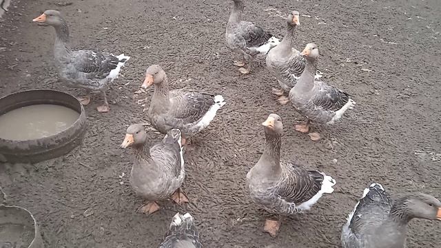 Гуси Гуси Га Га Га