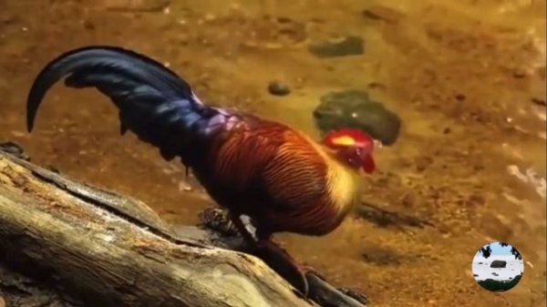 Цейлонская джунглевая курица Gallus lafayettii