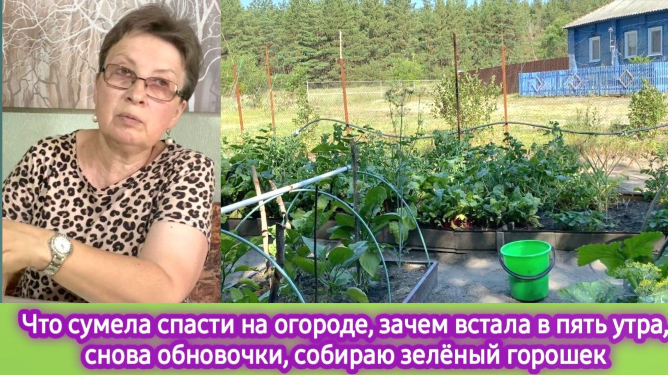 Что спасла на огороде, мои обновочки, заготовка зелёного горошка на зиму смотреть онлайн