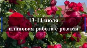 13-14 июля плановая работа с розами