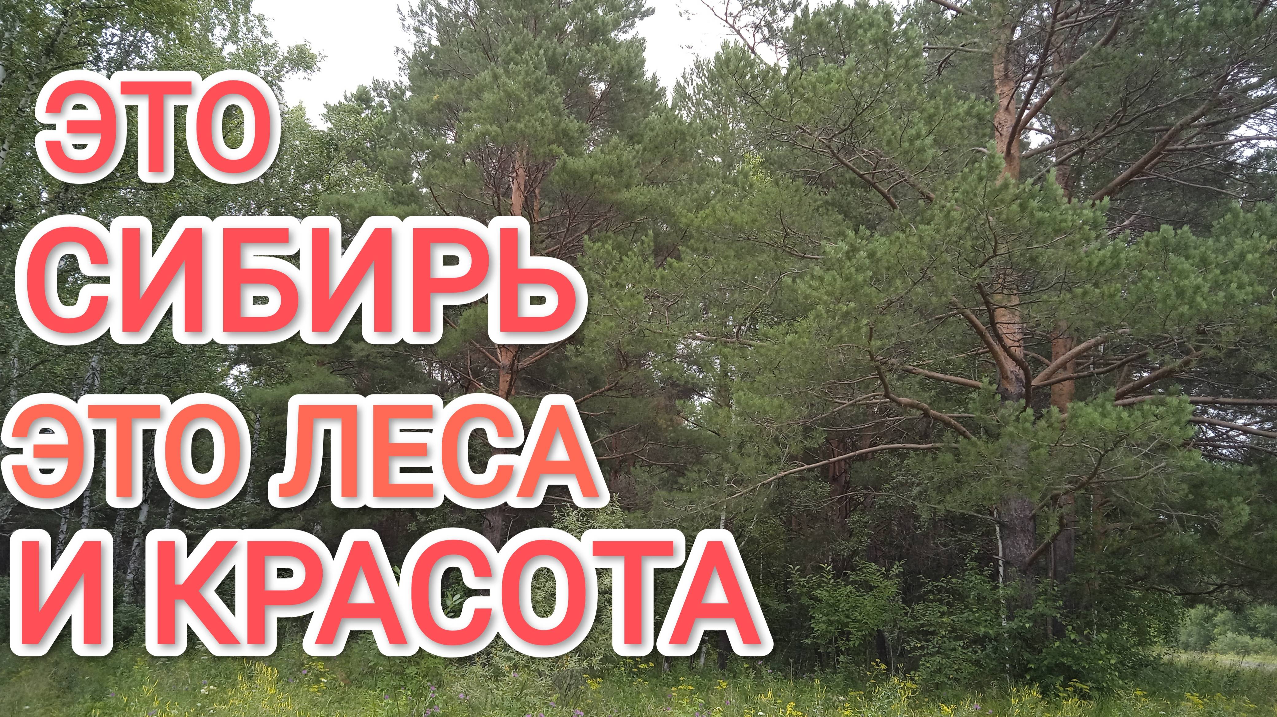 Лес Сибирь Природа Красота вокруг да и только