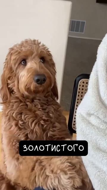 Перед вами голдендудль — идеальный гибрид пуделя и золотистого ретривера, который выглядит как челов смотреть онлайн