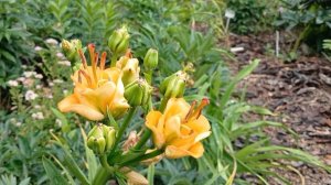 Лилии сорта 12.07.2025