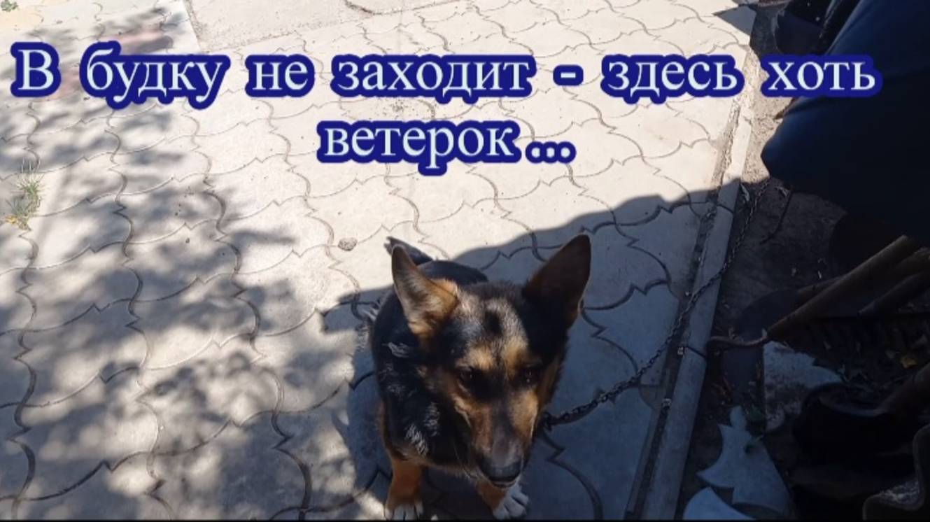 Жара. Пират ищет тенёк на улице. 🐕 смотреть онлайн