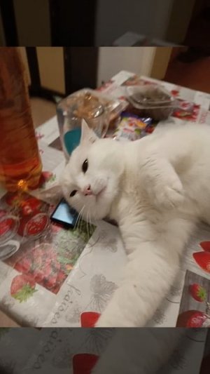 Котэ 🐈