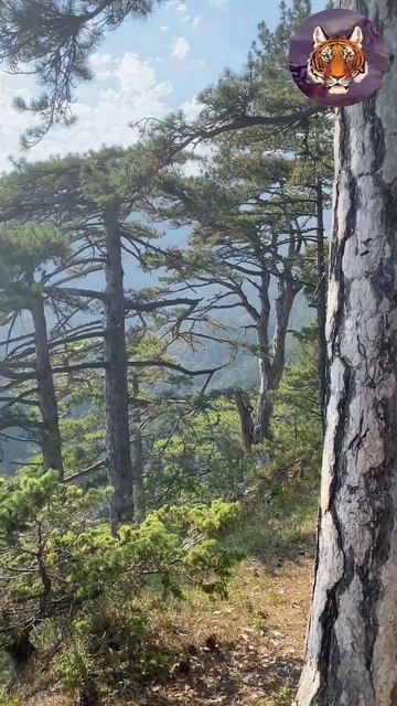 Невероятный Вид На Горы и Ялту #tigrvtanke #ялта #горы #виды смотреть онлайн