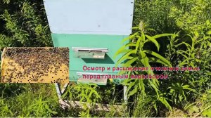 Осмотр и расширение пчелиной семьи перед медосбором.