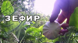 Кинул Зефир в речку и вот что произошло...