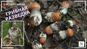 Грибная разведка 11 июля 2025. Всеволожский район.