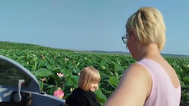 Лотосы в начале июля 2025 года у Голубицкой смотреть онлайн