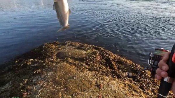 Дикарями по Норвегии. Поход на медвежьи озёра, лососевые реки и посещение Saltstraumen. Часть 2