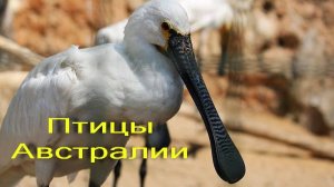 Птицы водоемов Австралии. Документальный фильм