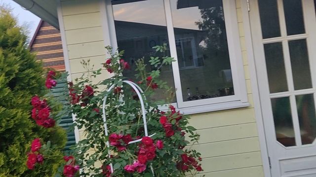 Цветение роз. Аделаида худлес плетистая роза. смотреть онлайн