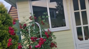 Цветение роз. Аделаида худлес плетистая роза.