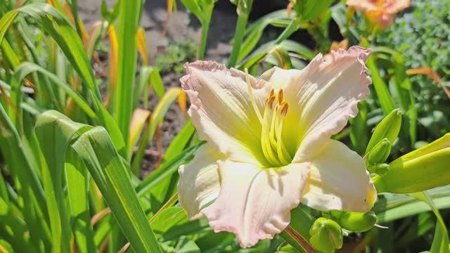 Жара!!! Лилейники цветут!!! Красота !!! смотреть онлайн