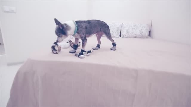 Собаки в ботинках впервые! Что из этого вышло? 🐶👟🤣 смотреть онлайн