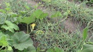 Хитрости при выращивании тыквы