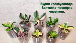 Болталка проверка черенков