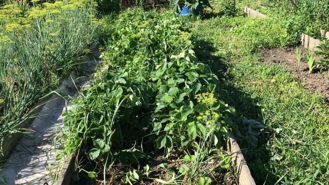 Уход за клубникой после сбора урожая. смотреть онлайн