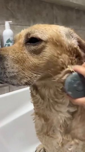 Дэни и Мэни 🐶😻🥰