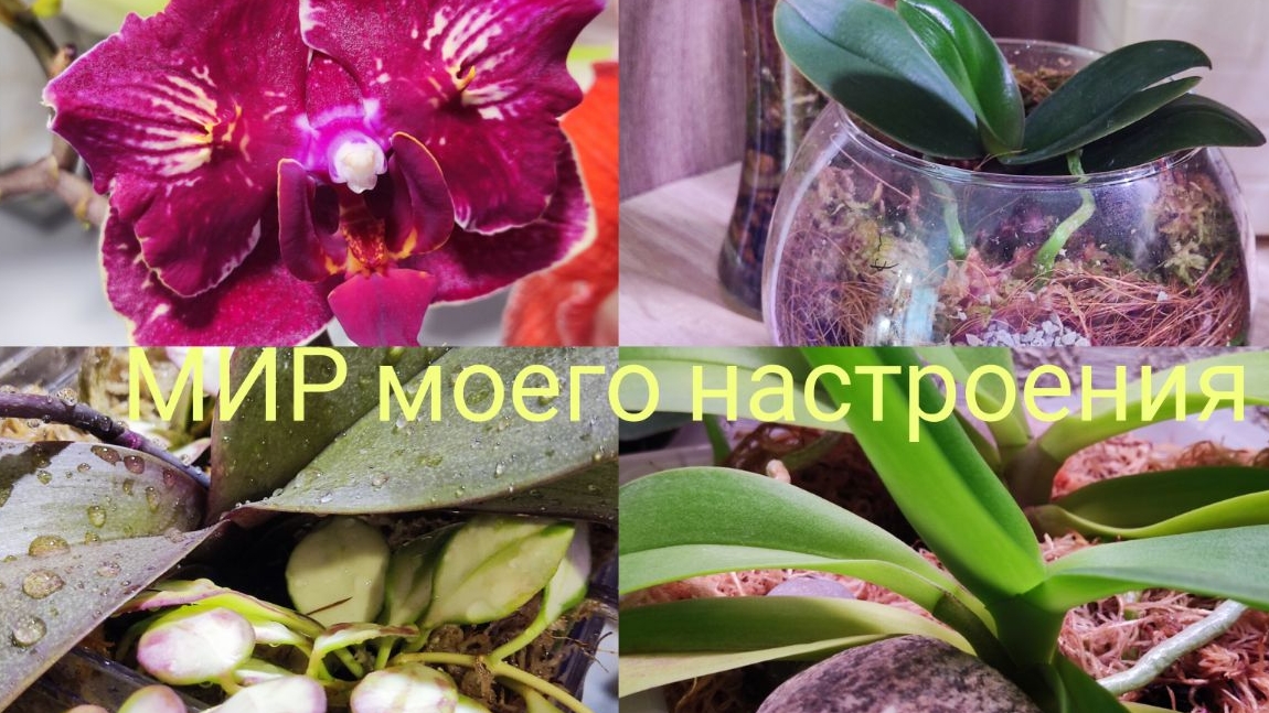 09.07.25 Поливаю орхидеи.Орхидеи собираются цвести. смотреть онлайн