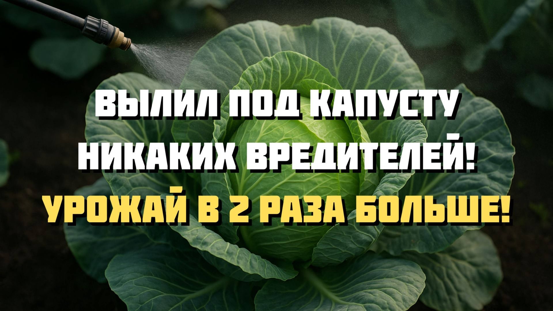 ⚡️ 15 капель йода спасут всю капусту! Простой способ избавиться от слизней и вредителей без хими