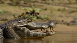 Первая Эра Динозавров: Первые Динозавры и Загадочные Монстры Древности