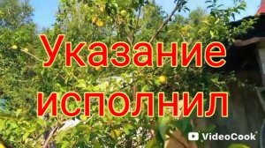 Алыча на сливе