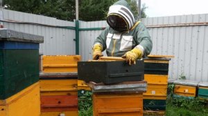 МОЩНОЕ РАЗВИТИЕ ОТВОДКОВ