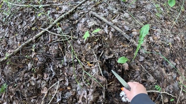 Сезон тихой охоты открыт, собираем грибы. Прогулка по лесу смотреть онлайн