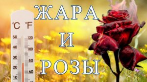 ЖАРА ИЮЛЬ И РОЗЫ!