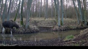 Перекресток звериных троп