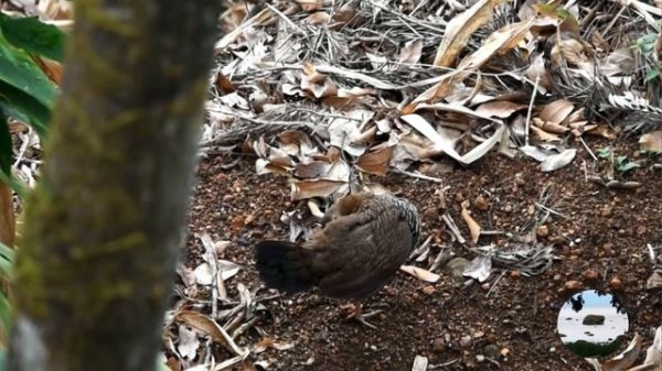 Серая джунглевая курица Gallus sonneratii