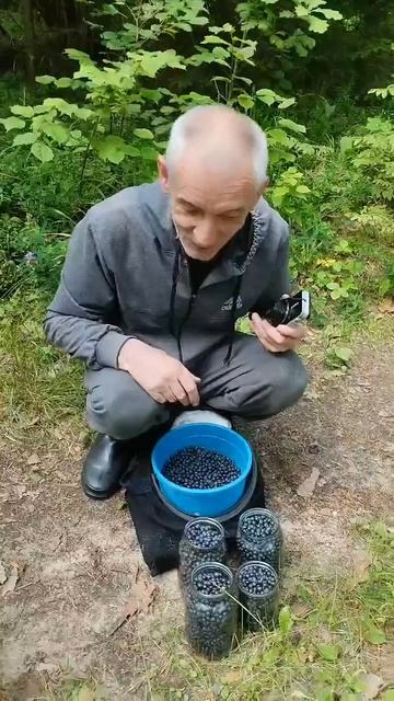 Черника достается нелегко