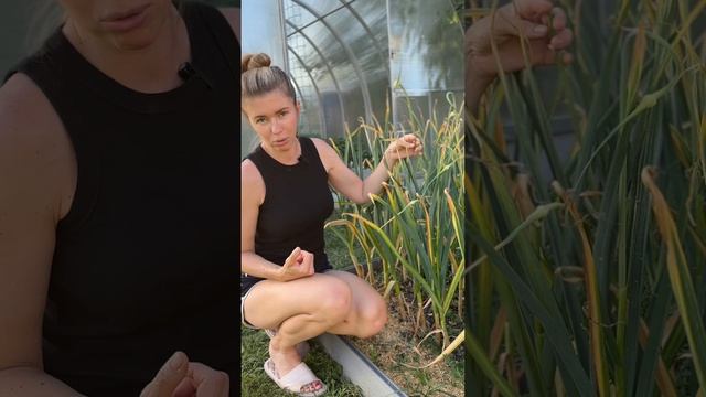 Как определить, что чеснок пора убирать смотреть онлайн