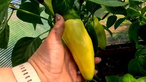 Сделайте так и увеличите урожай перца в два раза!!