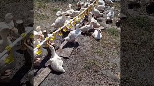 БРОЙЛЕРНАЯ УТКА СТ-5. Не жирная, шикарная