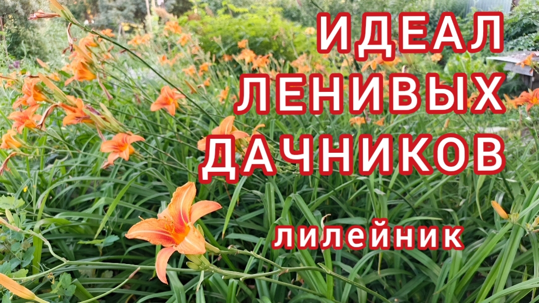 Лилейник. Король неприхотливых многолетников / Garden. Hemerocallis смотреть онлайн