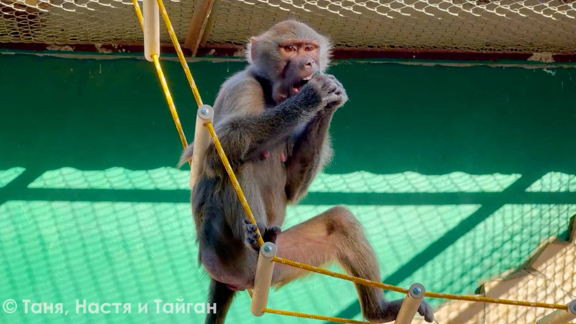 Люся умудряется визжать на потолке с огурцом во рту! У кого цветет пион - та и принцесса у Елисея! смотреть онлайн