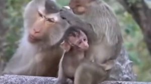 Голод - спутник baby monkey в цепких лапах киднеппера 000021829.mp4