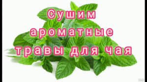 КАК ПРАВИЛЬНО СУШИТЬ АРОМАТНЫЕ ТРАВЫ ДЛЯ ЧАЯ?