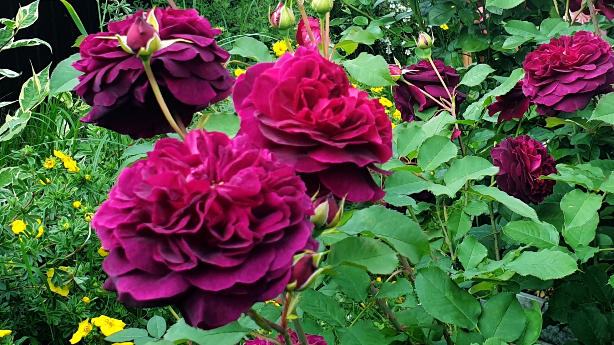 Цветение розы Манстед Вуд. смотреть онлайн