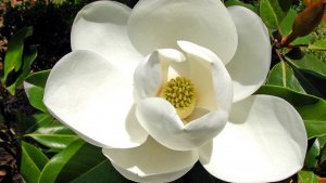 Двудольные растения