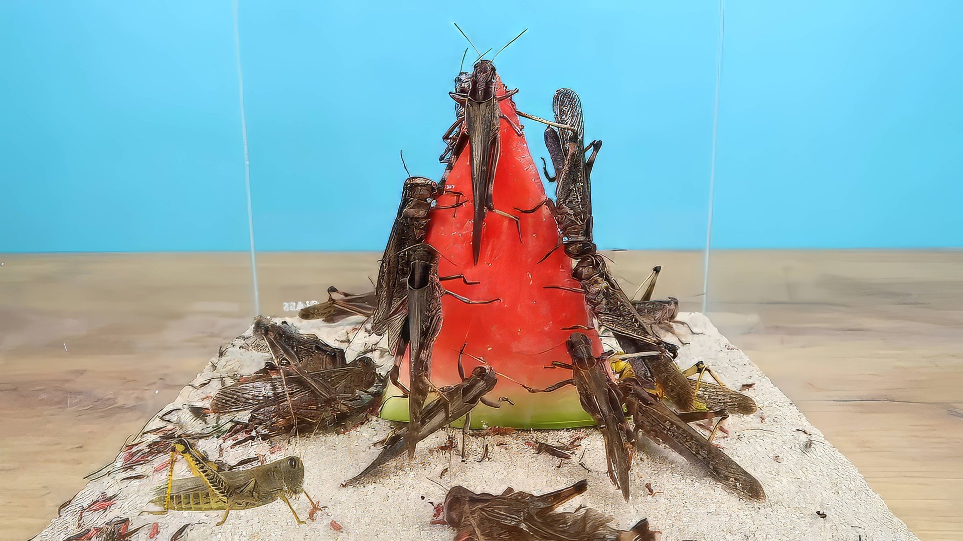 Что если очень голодной саранче дать Арбуз? смотреть онлайн