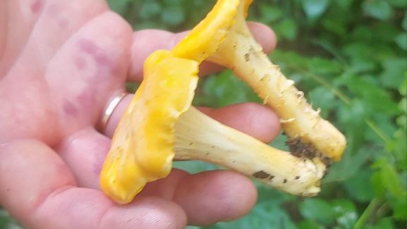 поход в лес по грибы по ягоды #сезонконтентаRUTUBE