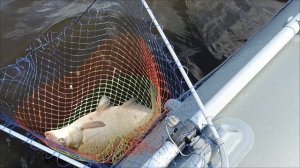 Короткая рыбалка с лодки на леща. Проверенная точка выручила.