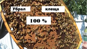100% очистка семьи от клещей Варроа.